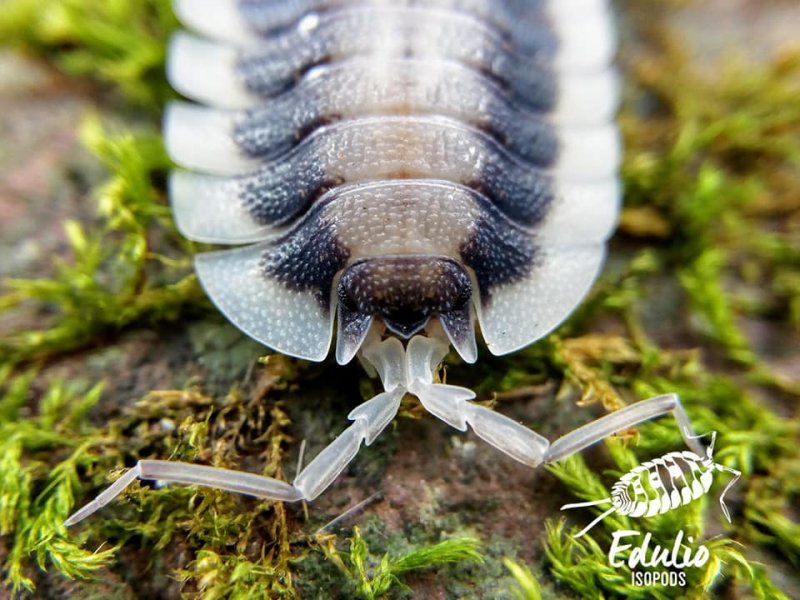 Insekten kaufen und verkaufen Foto: For Hamm,wide selection of unusual C.B. woodlice:Porcellio Insekten kaufen und verkaufen Foto: For Hamm,wide selection of unusual C.B. woodlice:Porcellio