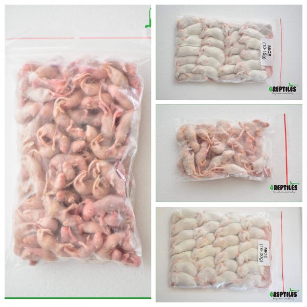 Futtertiere kaufen und verkaufen Foto: FROZEN:RATSMICESRABBITSQUAILS1DAY OLD CHICKSDEGUS, HAMSTERSWHO Futtertiere kaufen und verkaufen Foto: FROZEN:RATSMICESRABBITSQUAILS1DAY OLD CHICKSDEGUS, HAMSTERSWHO