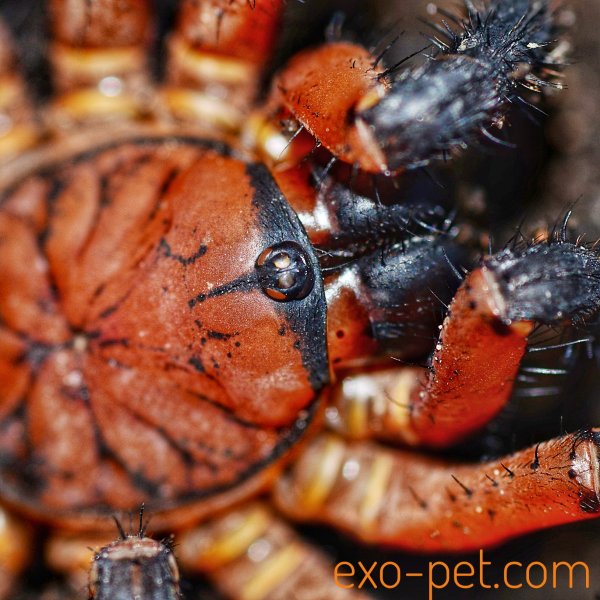 Spinnen und Skorpione kaufen und verkaufen Foto: Www.exo-pet.comwww.instagram.com/spiders.bugs/www.facebook.com/Exo-Pet-29969 Spinnen und Skorpione kaufen und verkaufen Foto: Www.exo-pet.comwww.instagram.com/spiders.bugs/www.facebook.com/Exo-Pet-29969