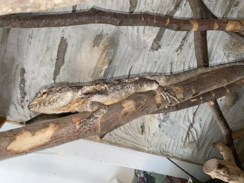 Echsen kaufen und verkaufen Foto: Chlamydosaurus kingii Männliche Kragenechse 2 1/2 JahreFrisst Echsen kaufen und verkaufen Foto: Chlamydosaurus kingii Männliche Kragenechse 2 1/2 JahreFrisst
