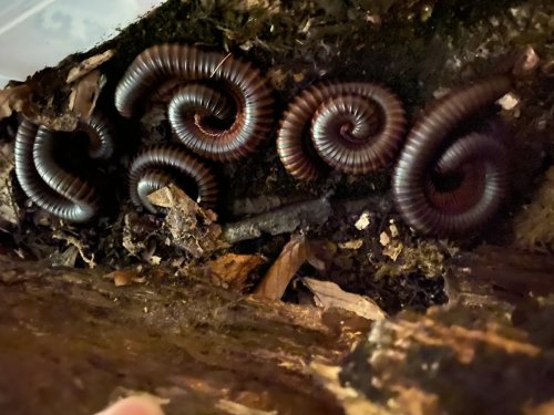 Myriapoda kaufen und verkaufen Foto: 5 Riesen Tausendfüsser Archispirostreptus gigas adulttopfit 65,-