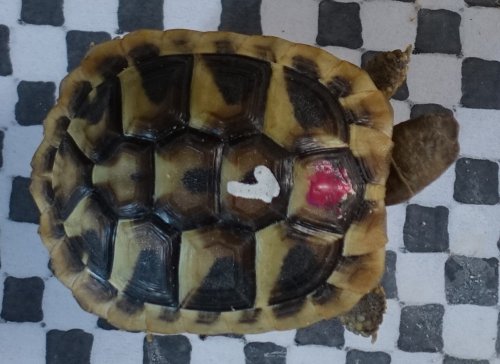 Schildkröten  kaufen und verkaufen Foto: Griechische Landschildkröten, Testudo hermanni boettgeri, Schlüpflinge von