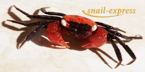 shrimp and other crustacean kaufen und verkaufen Photo: Geosesarma hagen und Geosesarma dennerle abzugeben. Je