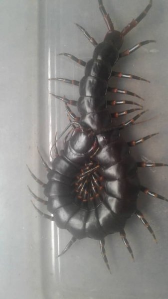 Spinnen und Skorpione kaufen und verkaufen Foto: Scolopendra gigantea black, Sub adult and adult.Scolopendra Spinnen und Skorpione kaufen und verkaufen Foto: Scolopendra gigantea black, Sub adult and adult.Scolopendra