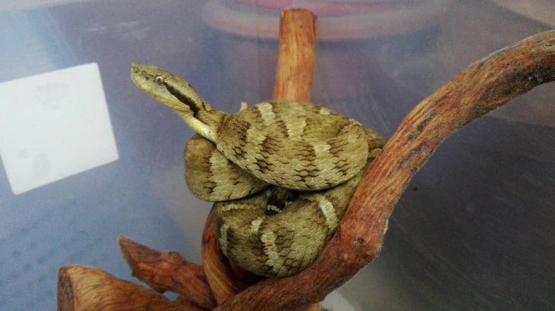Schlangen kaufen und verkaufen Foto: Make me a offer:1.1 Bothrops MedusaBreed 10/19To Schlangen kaufen und verkaufen Foto: Make me a offer:1.1 Bothrops MedusaBreed 10/19To