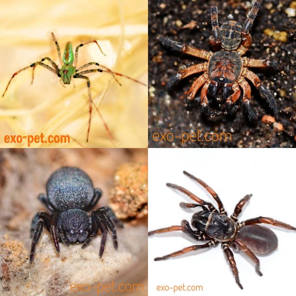 Spinnen und Skorpione kaufen und verkaufen Foto: STAY HOME - STAY SAFE!WWW.EXO-PET.COMKEINE PORTOKOSTEN AB