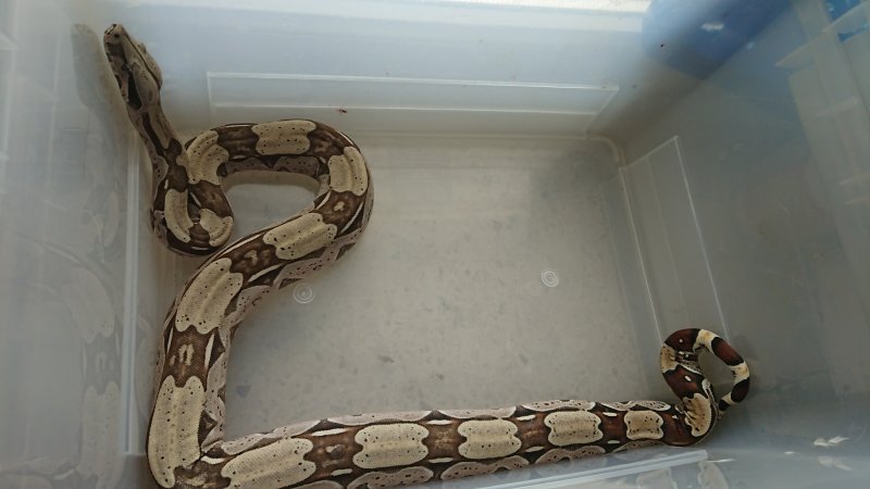 Schlangen kaufen und verkaufen Foto: L1,0 Boa constrictor constrictor Brasilien Belem NZ