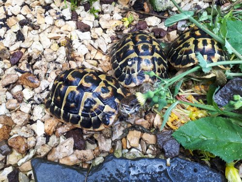 Turtles and Tortoises kaufen und verkaufen Photo: THH - Bock Apulien Süditalien 