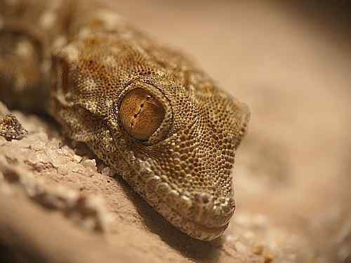 Geckos kaufen und verkaufen Photo: Ptyodactylus siphonorhina Geckos kaufen und verkaufen Photo: Ptyodactylus siphonorhina