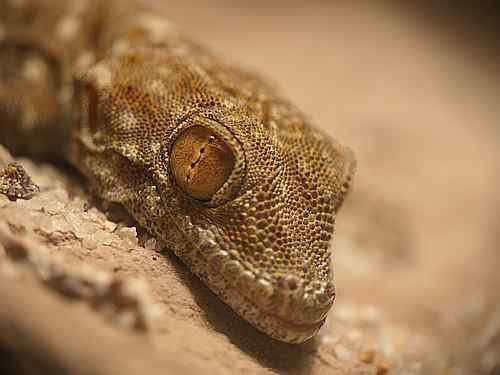 Geckos kaufen und verkaufen Photo: Ptyodactylus siphonorhina