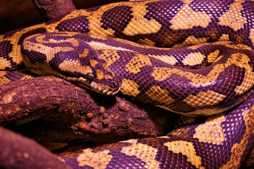 Schlangen kaufen und verkaufen Foto: 1.2 Morelia spilota cheynei (08 und 09)Gerne