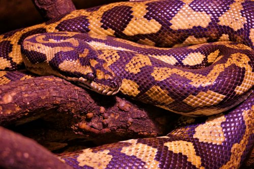 Schlangen kaufen und verkaufen Foto: 1.2 Morelia spilota cheynei (08 und 09)Gerne Schlangen kaufen und verkaufen Foto: 1.2 Morelia spilota cheynei (08 und 09)Gerne