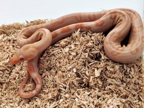 Schlangen kaufen und verkaufen Foto: Leoparden / Kahl / ENZ 2020:1.0 Hypo Schlangen kaufen und verkaufen Foto: Leoparden / Kahl / ENZ 2020:1.0 Hypo