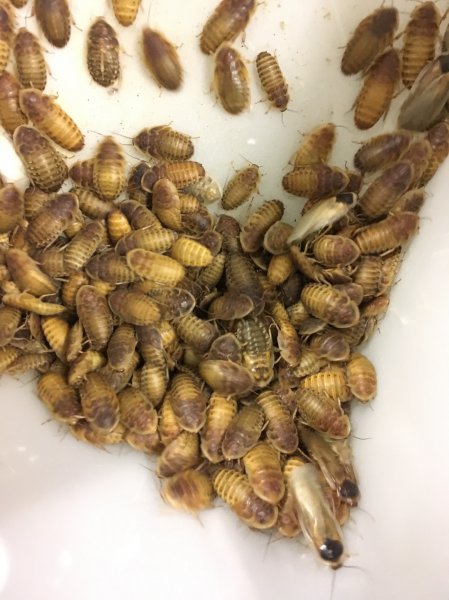 Echsen kaufen und verkaufen Foto: Insect FOOD FOR WHOLESALE CUSTOMERS...Cockroach ( Blaptica Echsen kaufen und verkaufen Foto: Insect FOOD FOR WHOLESALE CUSTOMERS...Cockroach ( Blaptica