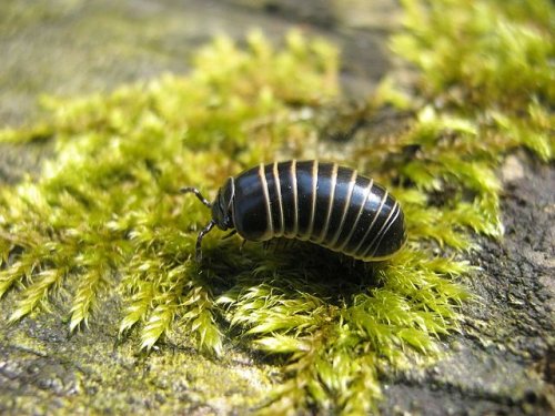 Myriapoda kaufen und verkaufen Foto: I offer Glomeris marginata.worldwide shipping possible. 10 Myriapoda kaufen und verkaufen Foto: I offer Glomeris marginata.worldwide shipping possible. 10