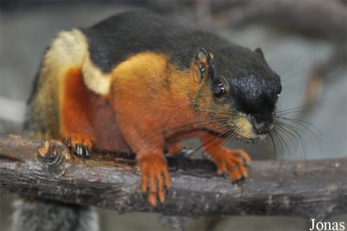 Exotische Säuger kaufen und verkaufen Foto: Ik zoek een vrouw van Callosciurus Prevosti Exotische Säuger kaufen und verkaufen Foto: Ik zoek een vrouw van Callosciurus Prevosti