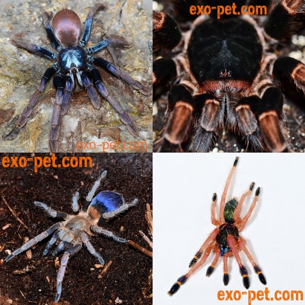 Spinnen und Skorpione kaufen und verkaufen Foto: NEU IM SHOP:Theraphosa apophysis 1. FHXenesthis intermedia