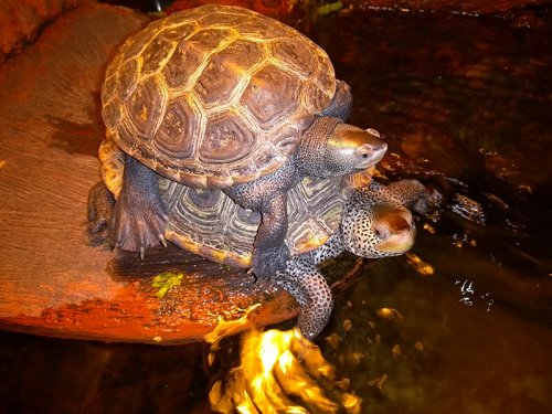 Schildkröten kaufen und verkaufen Foto: Malaclemys terrapin centrata pair\r\nfemale 2015\r\nmale 2017 Schildkröten kaufen und verkaufen Foto: Malaclemys terrapin centrata pair\r\nfemale 2015\r\nmale 2017