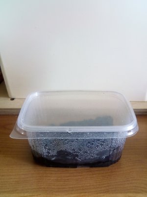 Futtertiere kaufen und verkaufen Foto: For sale collembola packaging 0.5l 300-350 pcs, Futtertiere kaufen und verkaufen Foto: For sale collembola packaging 0.5l 300-350 pcs,
