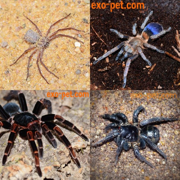 Spiders and Scorpions kaufen und verkaufen Photo: ********************** www.exo-pet.com *********************Der Onlineshop für Spiders and Scorpions kaufen und verkaufen Photo: ********************** www.exo-pet.com *********************Der Onlineshop für