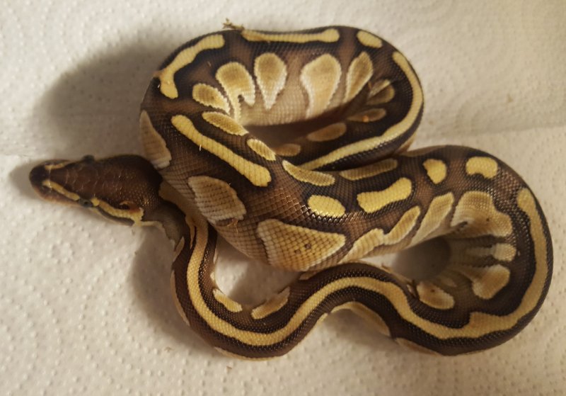 Schlangen kaufen und verkaufen Foto: Verkaufe 5 Königspythons , Nachzucht von Sep/19 Schlangen kaufen und verkaufen Foto: Verkaufe 5 Königspythons , Nachzucht von Sep/19