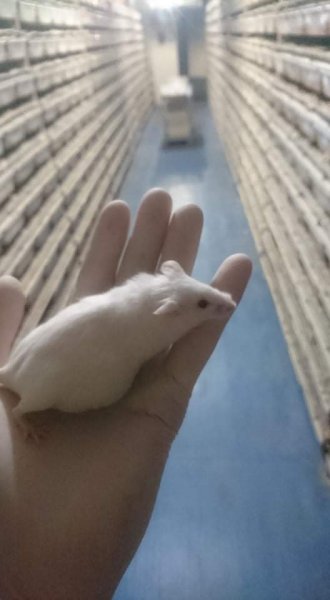 Futtertiere kaufen und verkaufen Foto: Mice for sale to wholesale customers ONLY