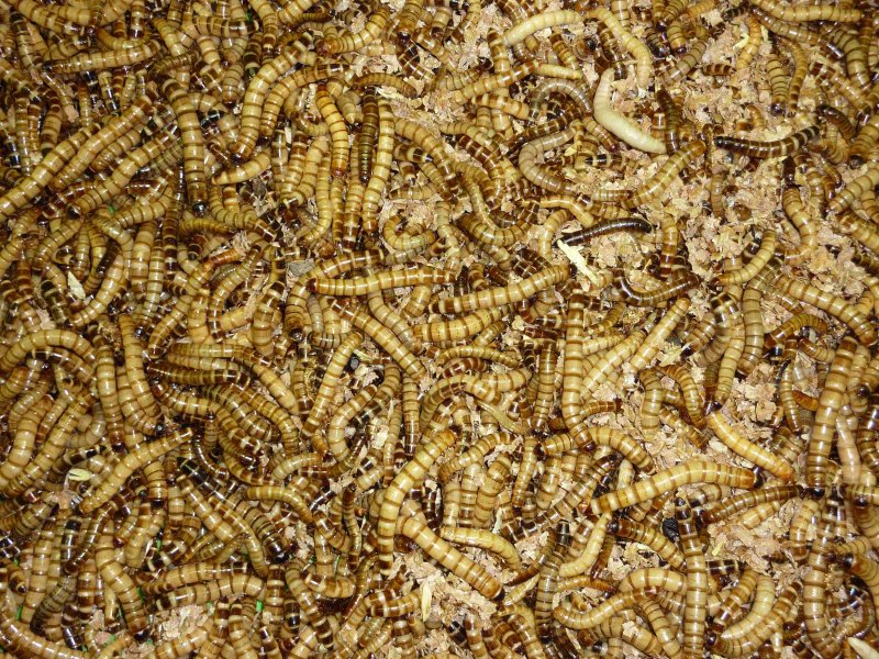 Futtertiere kaufen und verkaufen Foto: Benötigen Sie Futterinsekten für Ihre Tiere? Besuchen Futtertiere kaufen und verkaufen Foto: Benötigen Sie Futterinsekten für Ihre Tiere? Besuchen