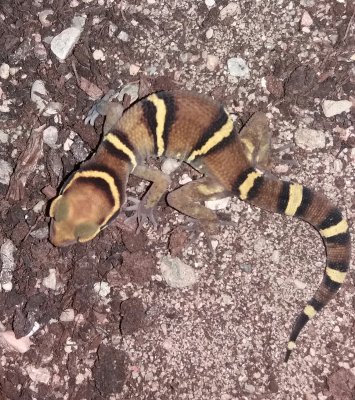 Echsen kaufen und verkaufen Foto: Geckoella deccanensisCB 2020 Echsen kaufen und verkaufen Foto: Geckoella deccanensisCB 2020