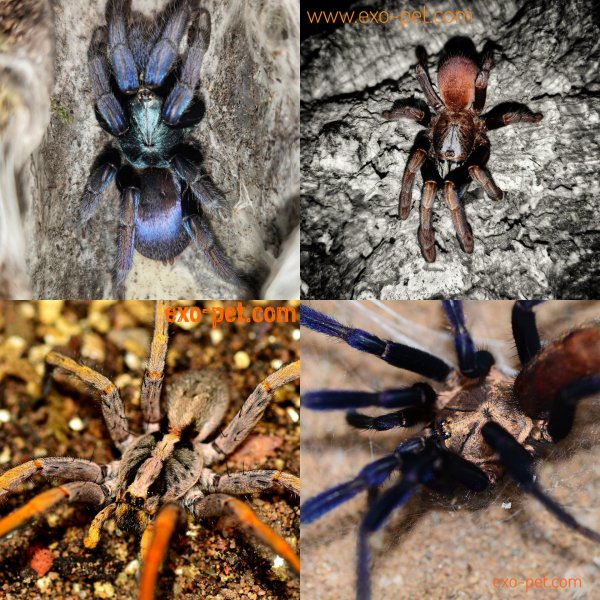 Spiders and Scorpions kaufen und verkaufen Photo: ********************** www.exo-pet.com *********************Der Onlineshop für Spiders and Scorpions kaufen und verkaufen Photo: ********************** www.exo-pet.com *********************Der Onlineshop für
