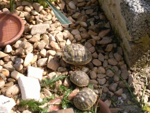 Schildkroten Kaufen Und Verkaufen Auf Www Terraristik Com
