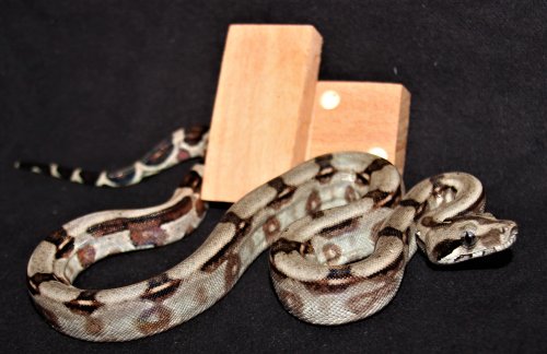 Schlangen kaufen und verkaufen Foto: 6x Boa constrictor Longicauda abzugeben Es handelt Schlangen kaufen und verkaufen Foto: 6x Boa constrictor Longicauda abzugeben Es handelt