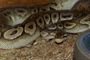 Schlangen kaufen und verkaufen Foto: Python Regius - Königspython0.1 Pewter NZ12 VB