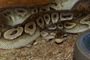 Schlangen kaufen und verkaufen Foto: Python Regius - Königspython0.1 Pewter NZ12 VB Schlangen kaufen und verkaufen Foto: Python Regius - Königspython0.1 Pewter NZ12 VB