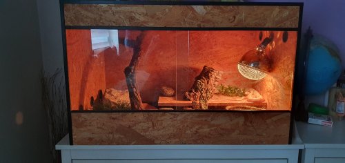 Schlangen kaufen und verkaufen Foto: Kornnatter "Butter" inkl. Terrarium und Zubehör. Wunderschönes Schlangen kaufen und verkaufen Foto: Kornnatter "Butter" inkl. Terrarium und Zubehör. Wunderschönes