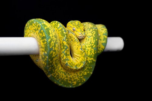 Schlangen kaufen und verkaufen Foto: Looking for Chondros - Morelia viridis (males Schlangen kaufen und verkaufen Foto: Looking for Chondros - Morelia viridis (males
