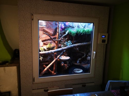 Schlangen kaufen und verkaufen Foto: Wegen Platzmangel muss ich mich von meinen Schlangen kaufen und verkaufen Foto: Wegen Platzmangel muss ich mich von meinen