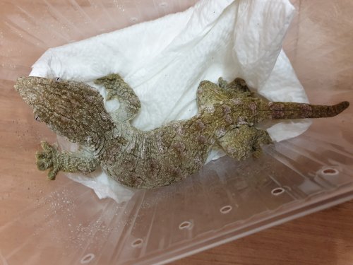 Echsen kaufen und verkaufen Foto: 0.1 R. leachianus "Nuu ana" *05/2018 450ۆbergabe/Abholung Echsen kaufen und verkaufen Foto: 0.1 R. leachianus "Nuu ana" *05/2018 450ۆbergabe/Abholung