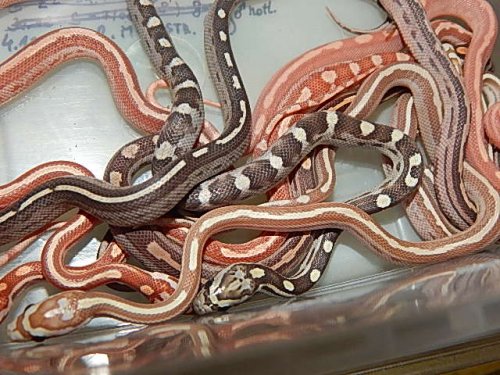 Schlangen kaufen und verkaufen Foto: Offer for businessmans : Pantherophis - ElapheG.GUTTATA Schlangen kaufen und verkaufen Foto: Offer for businessmans : Pantherophis - ElapheG.GUTTATA