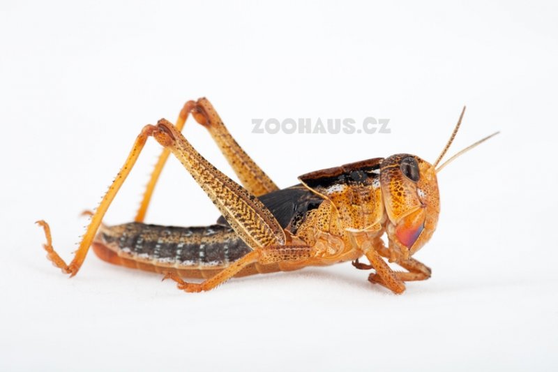 Futtertiere kaufen und verkaufen Foto: Benötigen Sie Futterinsekten für Ihre Tiere? Sie Futtertiere kaufen und verkaufen Foto: Benötigen Sie Futterinsekten für Ihre Tiere? Sie