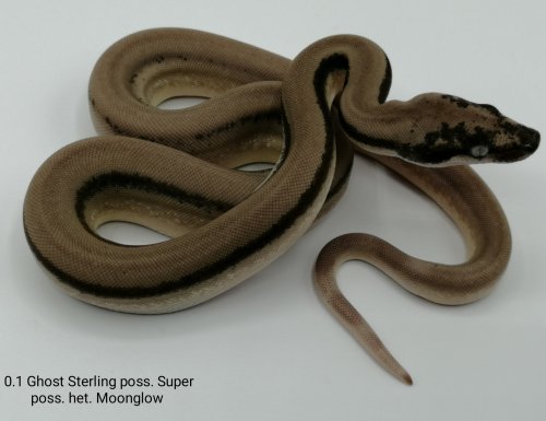 Schlangen kaufen und verkaufen Foto: VERFÜGBAR ❗Sterling Combos CB'2020 Schlangen kaufen und verkaufen Foto: VERFÜGBAR ❗Sterling Combos CB'2020