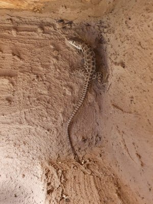Echsen kaufen und verkaufen Foto: 1.1 Gambelia wislizenii (Leopardleguane)2Jahre alt. Gerade Geschlechtsreif. Echsen kaufen und verkaufen Foto: 1.1 Gambelia wislizenii (Leopardleguane)2Jahre alt. Gerade Geschlechtsreif.