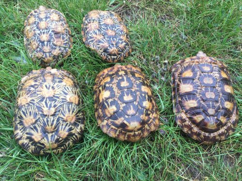 Schildkröten kaufen und verkaufen Foto: Tornieri 1.4 adult- 2000euroTerrestris 1.2 adult- 1800euroCites Schildkröten kaufen und verkaufen Foto: Tornieri 1.4 adult- 2000euroTerrestris 1.2 adult- 1800euroCites