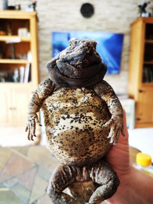 Echsen kaufen und verkaufen Foto: 0.1 Sauromalus ater / ChuckwallaWe had to Echsen kaufen und verkaufen Foto: 0.1 Sauromalus ater / ChuckwallaWe had to