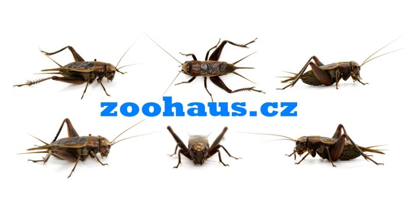 Futtertiere kaufen und verkaufen Foto: Besuchen Sie unseren Online-Verkauf von Futterinsekten und Futtertiere kaufen und verkaufen Foto: Besuchen Sie unseren Online-Verkauf von Futterinsekten und