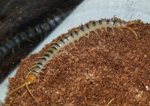 Insekten kaufen und verkaufen Foto: Scolopendra polymorpha........ $ 3.00\r\nScolopendra heros castaneiceps $ Insekten kaufen und verkaufen Foto: Scolopendra polymorpha........ $ 3.00\r\nScolopendra heros castaneiceps $