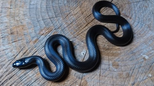 Schlangen kaufen und verkaufen Foto: HalloIch suche eine Lampropeltis getula nigrita/Schwarze Mexico Schlangen kaufen und verkaufen Foto: HalloIch suche eine Lampropeltis getula nigrita/Schwarze Mexico