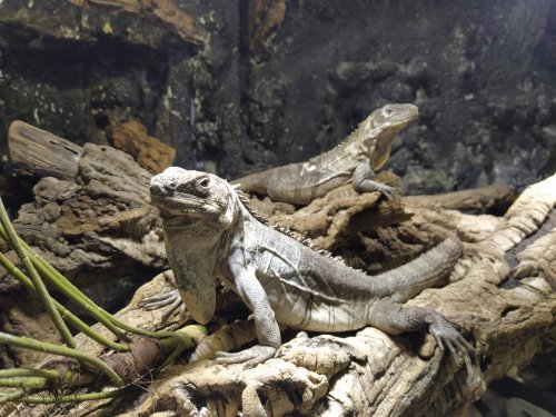 Echsen kaufen und verkaufen Foto: 1.1 Ctenosaura Palearis \"proveen breeder\". Cb 2017 Echsen kaufen und verkaufen Foto: 1.1 Ctenosaura Palearis \"proveen breeder\". Cb 2017