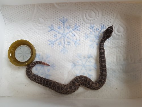 Schlangen kaufen und verkaufen Foto: Ich verkaufe zwei Sistrurus catenatus tergeminus