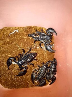 Skorpione kaufen und verkaufen Foto: Black scorpion (Pandinus)..... $ 45.50\r\nYellow scorpions(Parabuthus).. $