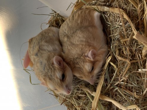 Schlangen kaufen und verkaufen Foto: - Lemniscomys Striatus ( Souris rayée d’Afrique Schlangen kaufen und verkaufen Foto: - Lemniscomys Striatus ( Souris rayée d’Afrique